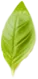 leaf3