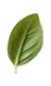 leaf4