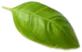 leaf5