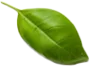 leaf6